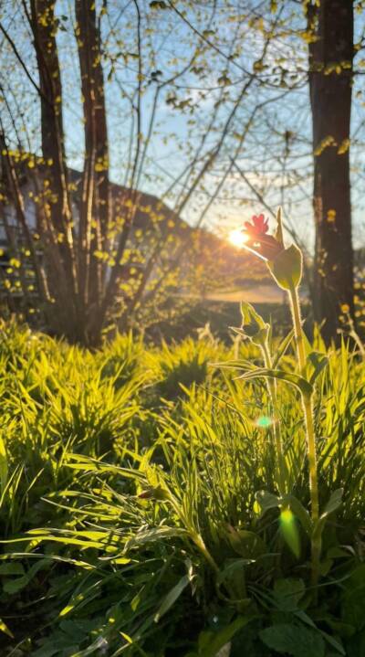 Blume-Wald Blume-Wald